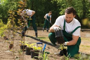 landscape laborer planting WNYJobs