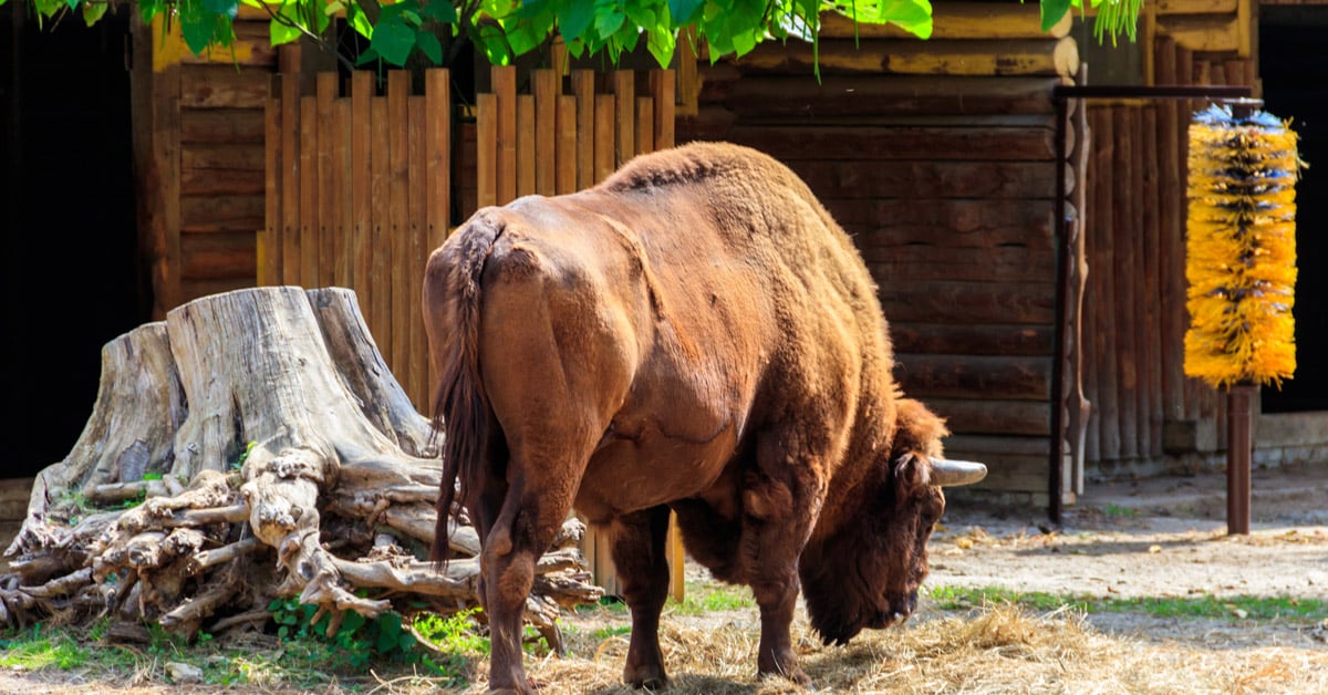 Seasonal GroundskeepersBuffaloNY247455 WNY Jobs